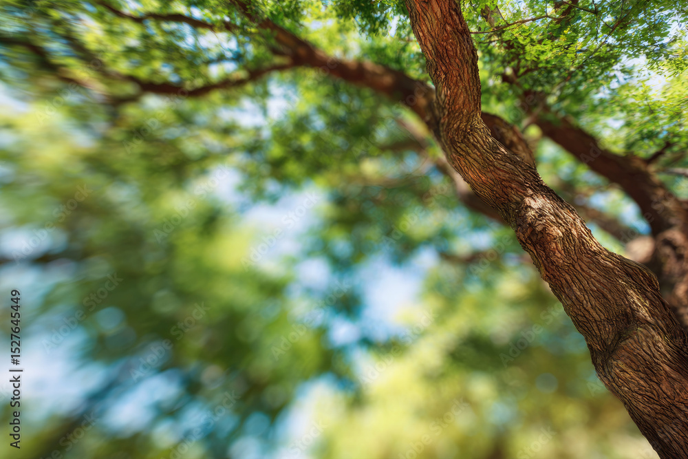 Poster sunlit tree canopy with textured trunk is captured from below, creating serene and natural atmospher