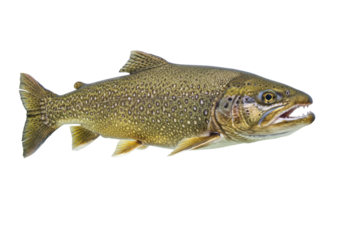 Isolated Speckled Trout Fish Swimming Open Mouth
