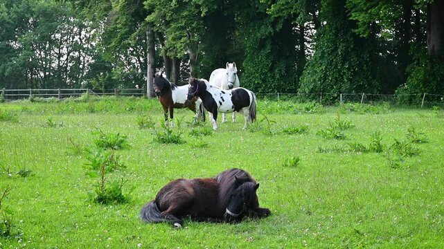 Footage of pony rolling on its back, shaking off and standing up, while other ponys standing  on lush green meadow. Pony lying down to roll on ground as natural insect protection behavior. 