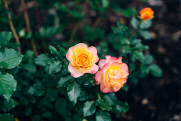 Colorful Flowers in the Garden