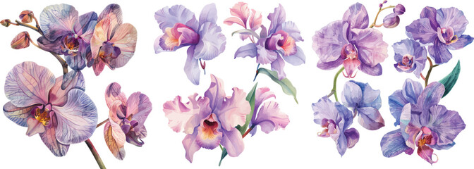 Orchid Flowers Vector Illustration Isolated on White Background