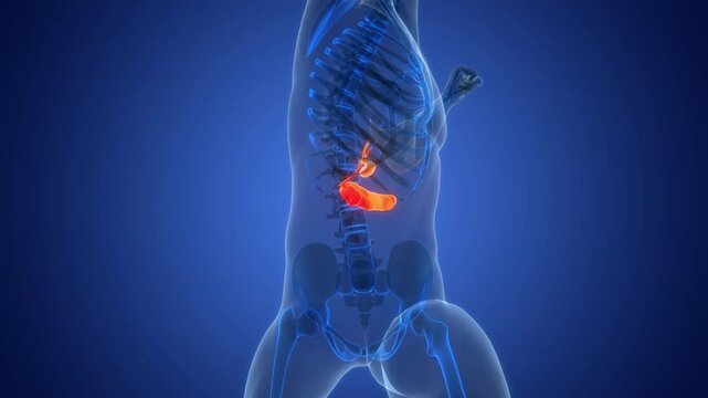 Human Internal Organs Pancreas with Gallbladder Anatomy Animation Concept
