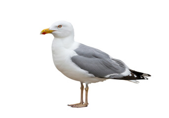 Isolated European Herring Gull Standing Profile