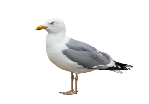 Isolated European Herring Gull Standing Profile