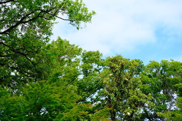 full frame of leaves and flowers as a nature background 