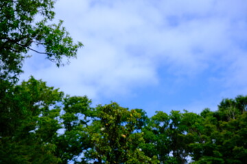 full frame of leaves and flowers as a nature background 
