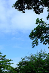 full frame of leaves and flowers as a nature background 