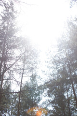 blue sky among pine trees, sky against the forest, green pine trees with blue sky and sun