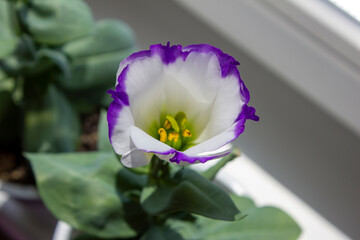 Young Eustoma flowers seedlings in white pots on a sunny windowsill. Purple white Eustoma flowers. Selective focus. Top view.
