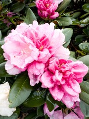 Close-up shot of Azalea flowers