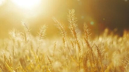 Golden Wheat Field at Sunset