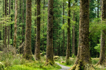 Thick tree pillars in a pine forest, a path runs between the trees