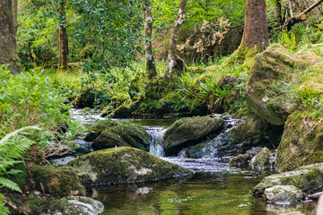 Fototapeta premium Horizontal shot of a river with a rocky bank flowing through an Irish forest