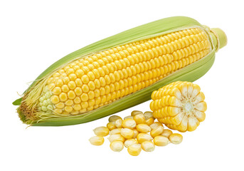Isolated Fresh Corn on the Cob with Kernels