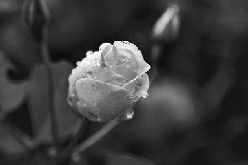 White rose on black background