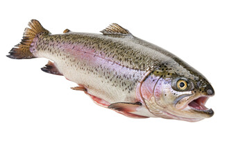 Isolated Fresh Rainbow Trout with Open Mouth