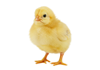 Isolated Yellow Chick with Soft Feathers and Small Beak