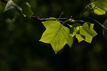 LEAVES - Green plant in the sunlight