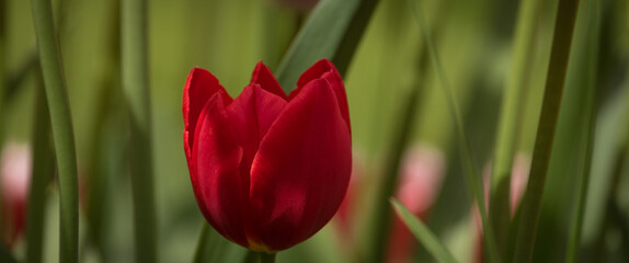 TULIPS - A beautiful flowers in a city park