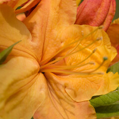 BERTIE FERRIS DAYLILY - A beautiful flowers in a city park