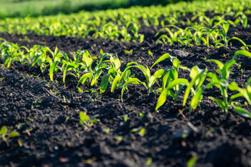 Young corn plants grow in neat rows on dark soil, basking in the bright sunlight of a clear day in the rural countryside, indicating healthy growth