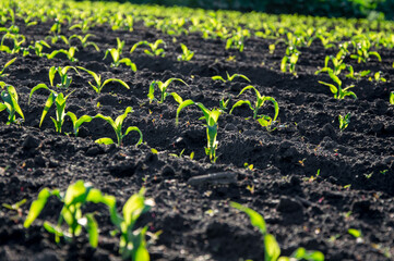 Rows of young corn plants thrive in dark soil, soaking up sunlight in a fertile agricultural landscape during the growing season