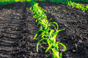 Rows of young corn plants thrive in rich soil, basking in bright sunlight on a warm day at a rural farm, showcasing vibrant green growth