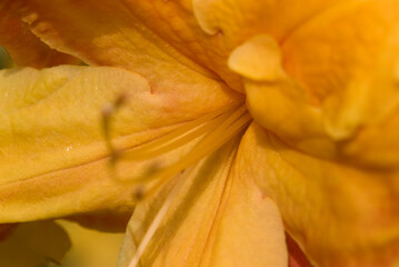 BERTIE FERRIS DAYLILY - A beautiful flowers in a city park