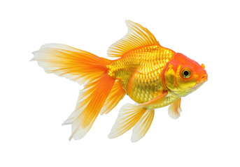 Fototapeta premium Isolated Elegant Golden Goldfish Graceful Swimming