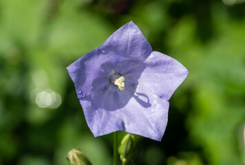 Delicate bright petals violet-blue bellflowers adorned with dewdrops, stand out against green, blurred background. Buds and flowers exude sense of freshness and tranquility. Nature concept for design