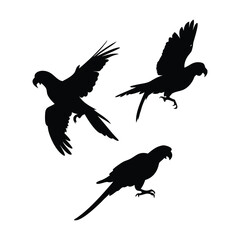 Black silhouettes of parrots on a white background. 