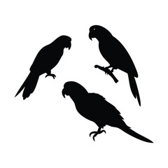 Black silhouettes of parrots on a white background. 