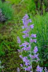 full frame of leaves and flowers as a nature background 