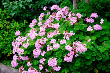 full frame of leaves and flowers as a nature background 