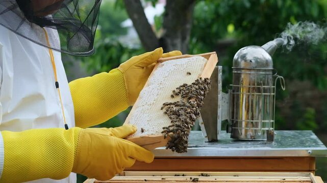 A beekeeper inspects a hive frame packed with bees on a clear and sunny afternoon. The activity demonstrates important beekeeping practices for honey production and hive health.
