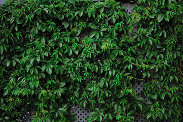 lush green ivy covers metal wall with vibrant foliage. nature meets architecture in urban garden. perfect for eco-friendly design, environmental concepts, and greenery-focused projects