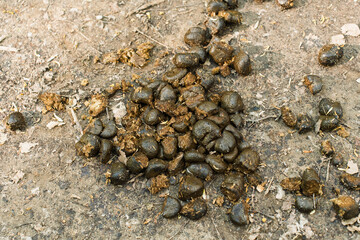 Horse manure scattered on a rural dirt path