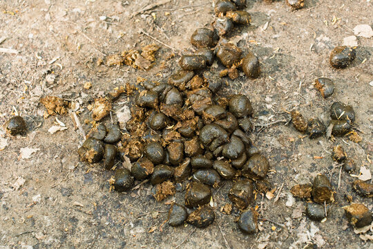 Horse manure scattered on a rural dirt path