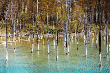 Enchanting Blue Pond (Aoiike) in Golden Autumn Forest, Biei, Hokkaido, Japan - Mirror-like Reflection of Azure Sky and Wispy Clouds on Calm Water Surface