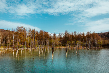 Iconic Blue Pond (Aoiike) in Autumn, Biei, Hokkaido - Stunning Sky Reflection in Golden Forest