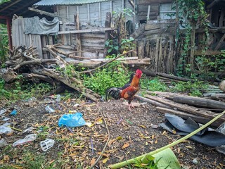 Rooster in a Rustic Backyard with Wooden Debris and Litter