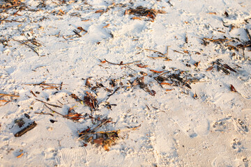 Closeup of a beach sand during red tide filled with debris in Florida