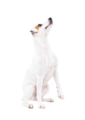 Curious Parson Russell Terrier dog sitting looking up isolated on white background