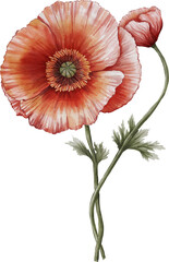 Watercolor illustration of a single red poppy flower, hand-painted and isolated on a white background. Ideal for botanical prints, cards, packaging, and floral-themed design projects.
