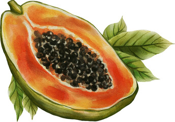 Watercolor illustration of a ripe papaya fruit, isolated on a white background. Vibrant tropical artwork perfect for kitchen decor, packaging, recipe books, or summer-themed design projects.