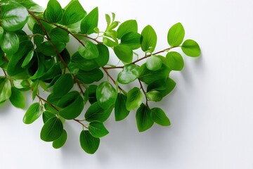 Obraz premium Vibrant green leaves on branch with white background