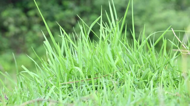 Desmostachya bipinnata grass. Its common names &nbsp;halfa grass,&nbsp;big cordgrass,&nbsp;salt reed grass, Kusha grass and Darbha grass. This  is an&nbsp;Old World&nbsp;perennial grass, long known and used in human history. 