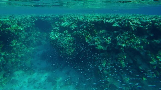 Shoal of small fish Red Sea Hardyhead Silverside, Atherinomorus forskalii swim along reef crest, hunted by group of Full Beak or Red Sea Houndfish, Tylosurus choram