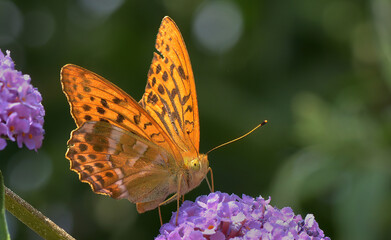 Kaisermantel / Argynnis paphia