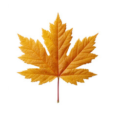 Fototapeta premium Vibrant orange maple leaf with intricate details, isolated on a white background. A perfect representation of autumn's beauty and nature's vibrant color palette.